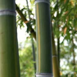 Bamboo Phyllostachys Viridis h.